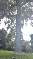 Populus simonii, photograph author not stated, no rights reserved