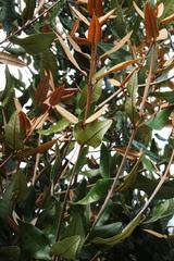 Aextoxicon punctatum