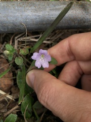 Strobilanthes tetrasperma