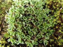 Myosotis glabrescens