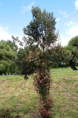 Aextoxicon punctatum