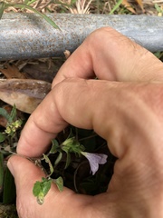 Strobilanthes tetrasperma