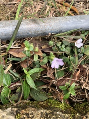 Strobilanthes tetrasperma