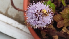 Misumenops