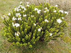 Veronica pauciramosa