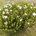 Veronica pauciramosa - Photo (c) johnsteel, algunos derechos reservados (CC BY), uploaded by johnsteel