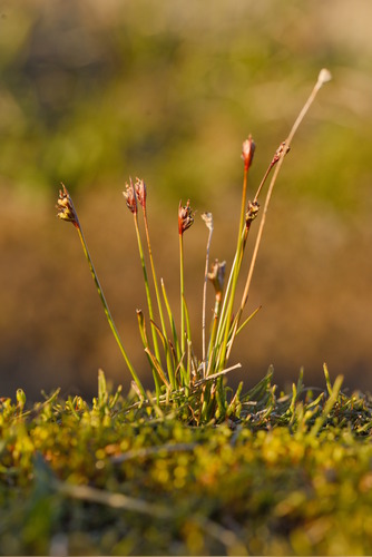 Two-flower Rush (Juncus biglumis)