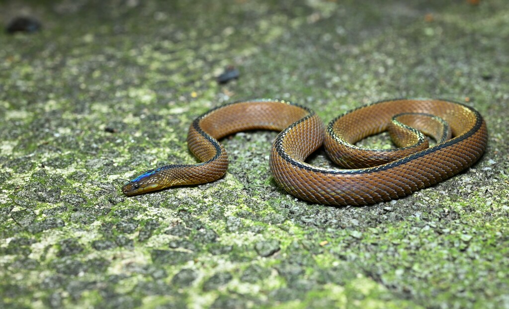 Huang's odd-scaled snake from 杭州市西湖区宝石山 on August 14, 2023 at 09:24 PM ...