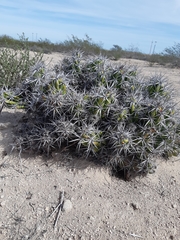 Corynopuntia invicta