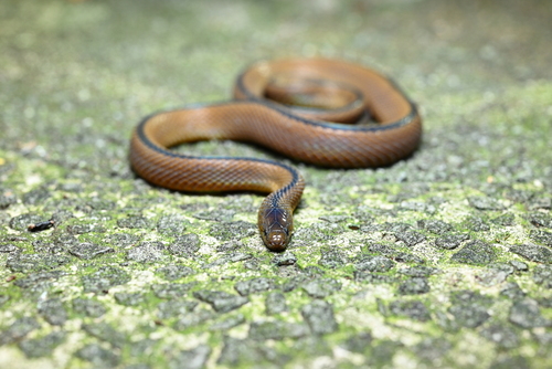 Photo of a Huang’s Odd-scaled Snake (Achalinus huangjietangi)
