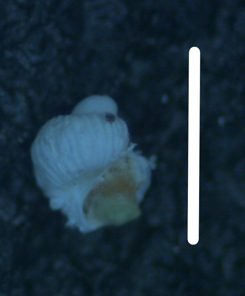 Pendromidae