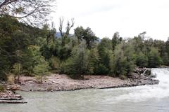 Nothofagus