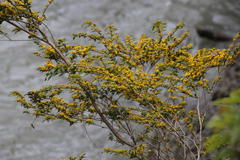 Azara lanceolata