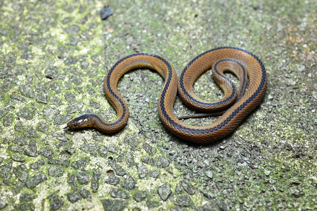 Odd-scaled Snakes