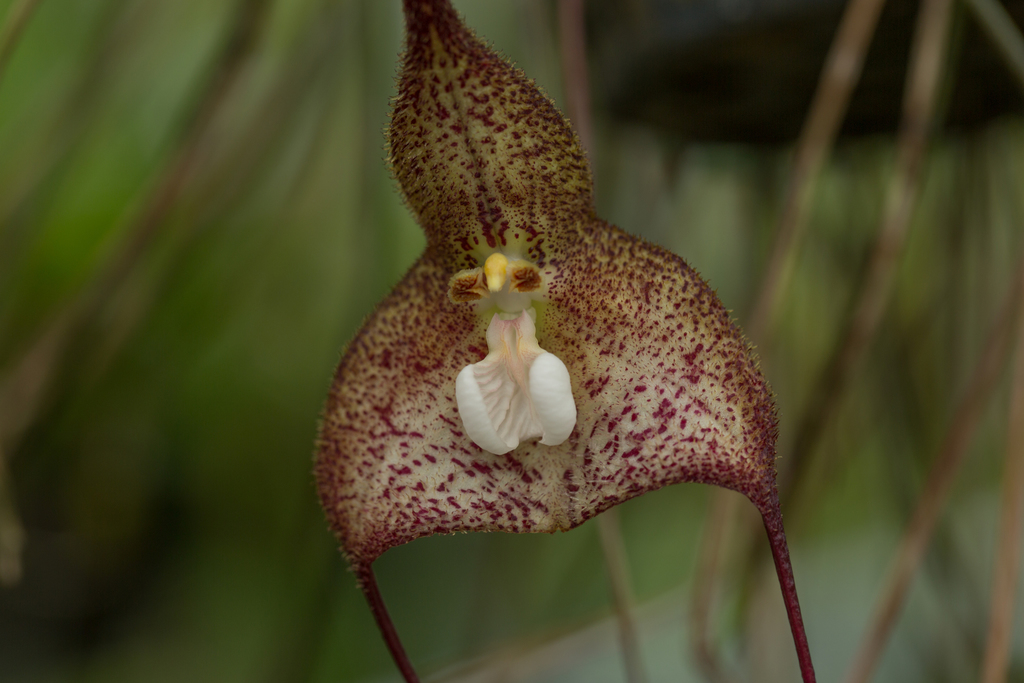 Dracula nycterina