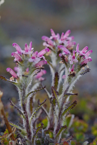 Hairy lousewort (Pedicularis hirsuta)
