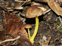 Pluteus pauperculus