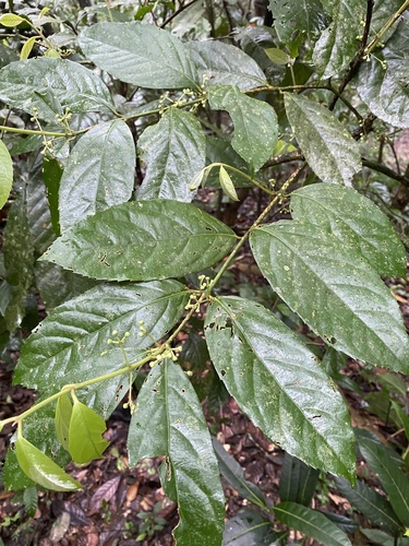 Mollinedia ovata
