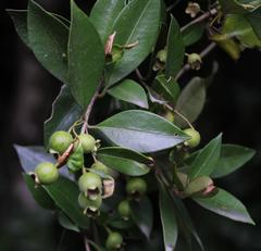 Myrceugenia planipes