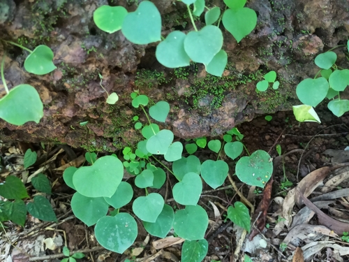 Ariopsis peltata, photograph 6
