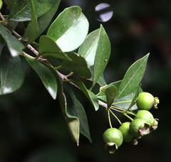 Myrceugenia planipes