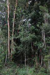 Myrceugenia planipes