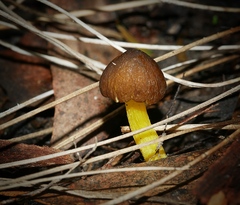 Pluteus pauperculus