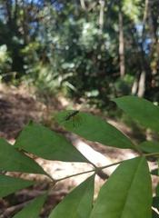 Xanthocryptus novozealandicus