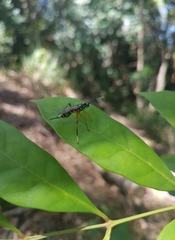 Xanthocryptus novozealandicus