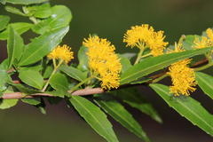 Azara lanceolata