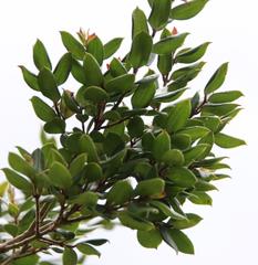 Luma apiculata