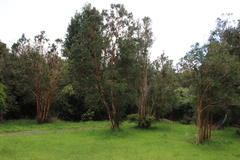 Luma apiculata