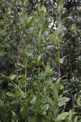 Eucryphia cordifolia