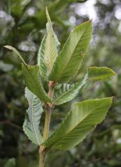 Eucryphia cordifolia