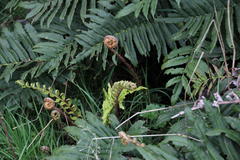 Blechnum chilense