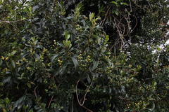 Hydrangea serratifolia