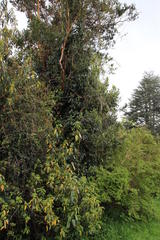 Hydrangea serratifolia