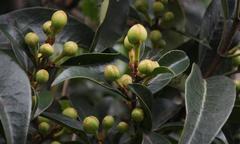 Hydrangea serratifolia