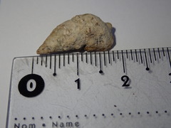 Cerithium litteratum