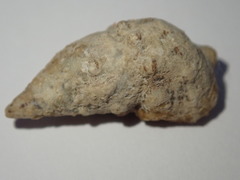 Cerithium litteratum