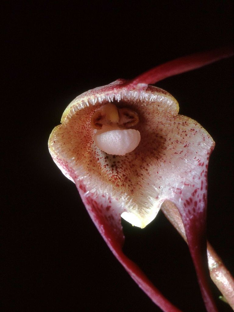 Dracula psittacina