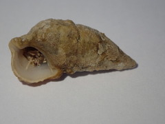 Cerithium litteratum