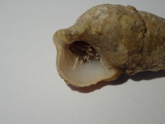 Cerithium litteratum