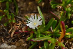 Mesembryanthemum longistylum