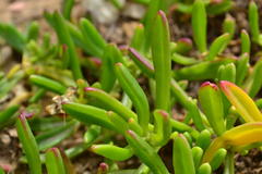 Mesembryanthemum longistylum