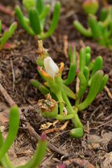 Mesembryanthemum longistylum