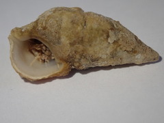 Cerithium litteratum