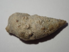 Cerithium litteratum