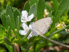 Zizina otis labradus
