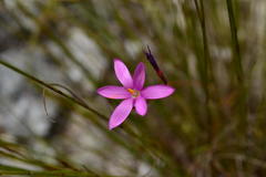 Hesperantha kiaratayloriae